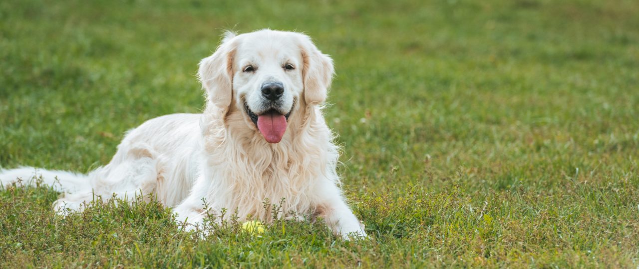 The Real Guide to Shedding Reduction