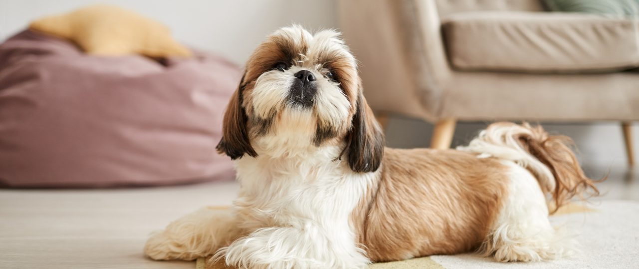 The Smart Home Grooming Guide