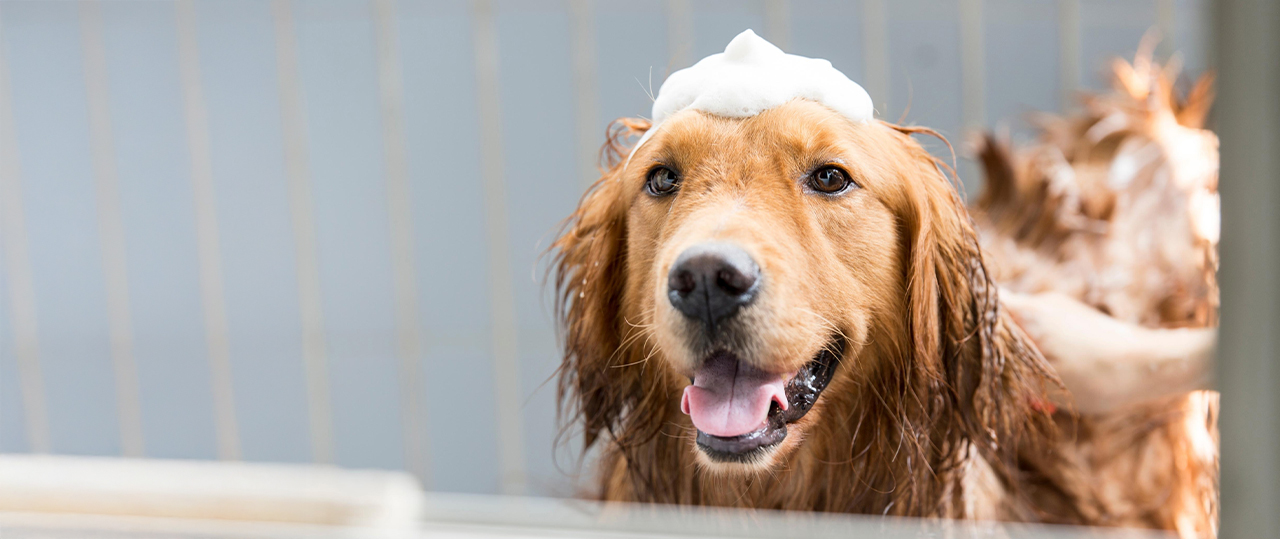 How Often Should You Bathe Your Dog