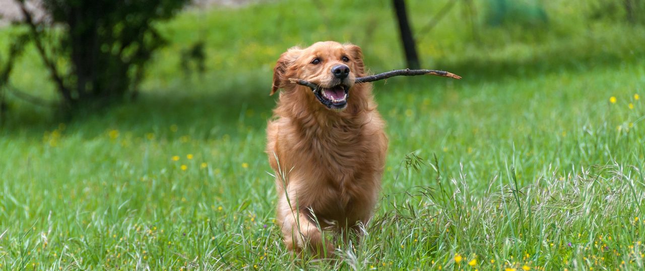 The Real Reason Your Dog Hates the Hair Dryer