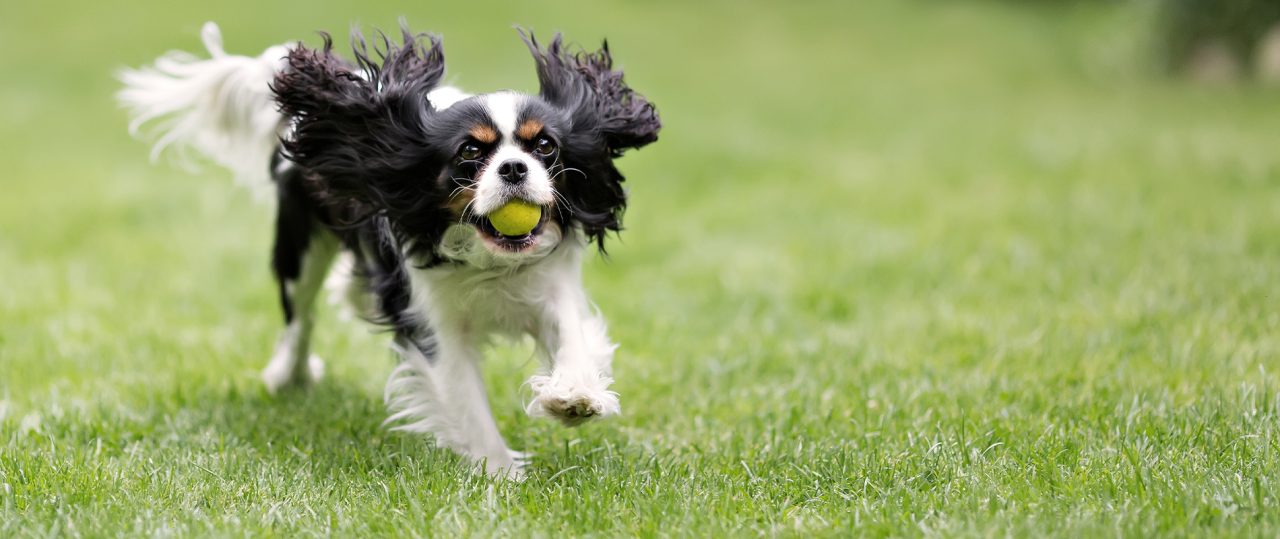 Why Some Dogs Do Better Outside a Salon Environment