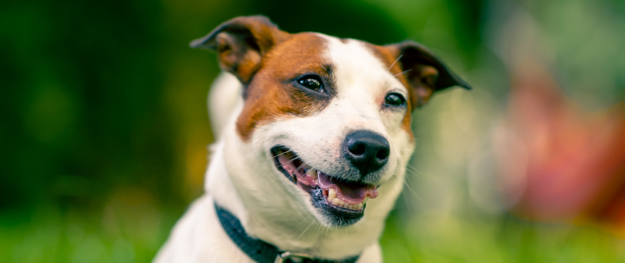 Why Mobile Grooming Is Less Stressful for Your Pet