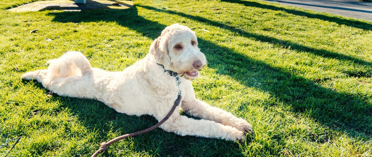 The Truth About Doodle Coat Maintenance