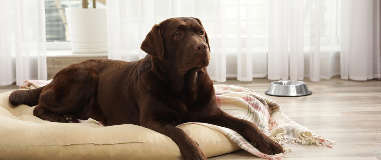 How Mobile Grooming Fits Into a Busy Schedule