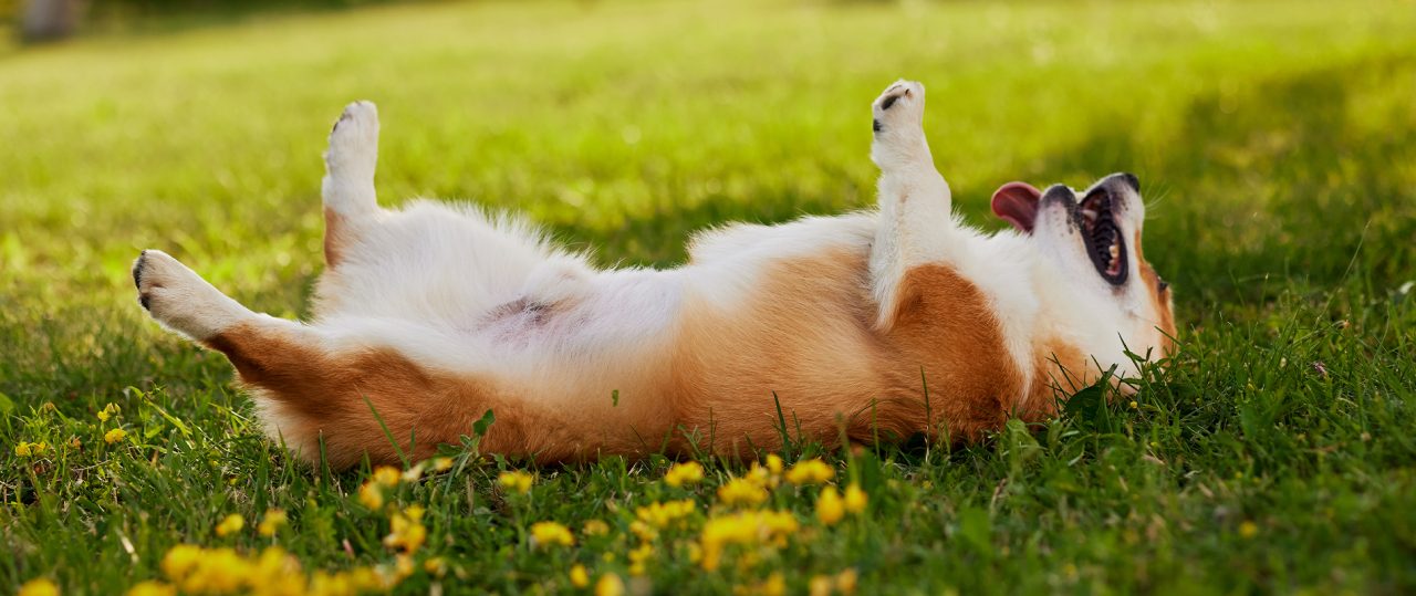 Summer Grooming Tips and What Changes for Dogs in Colorado